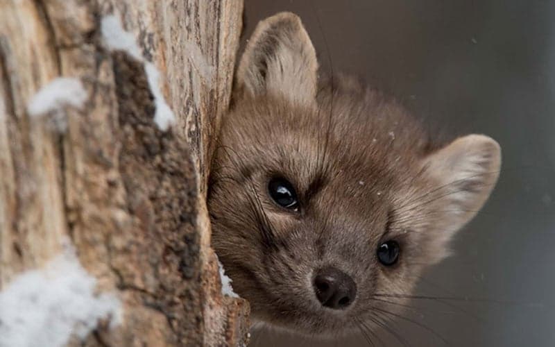 Weasel sighting in Jackson Hole