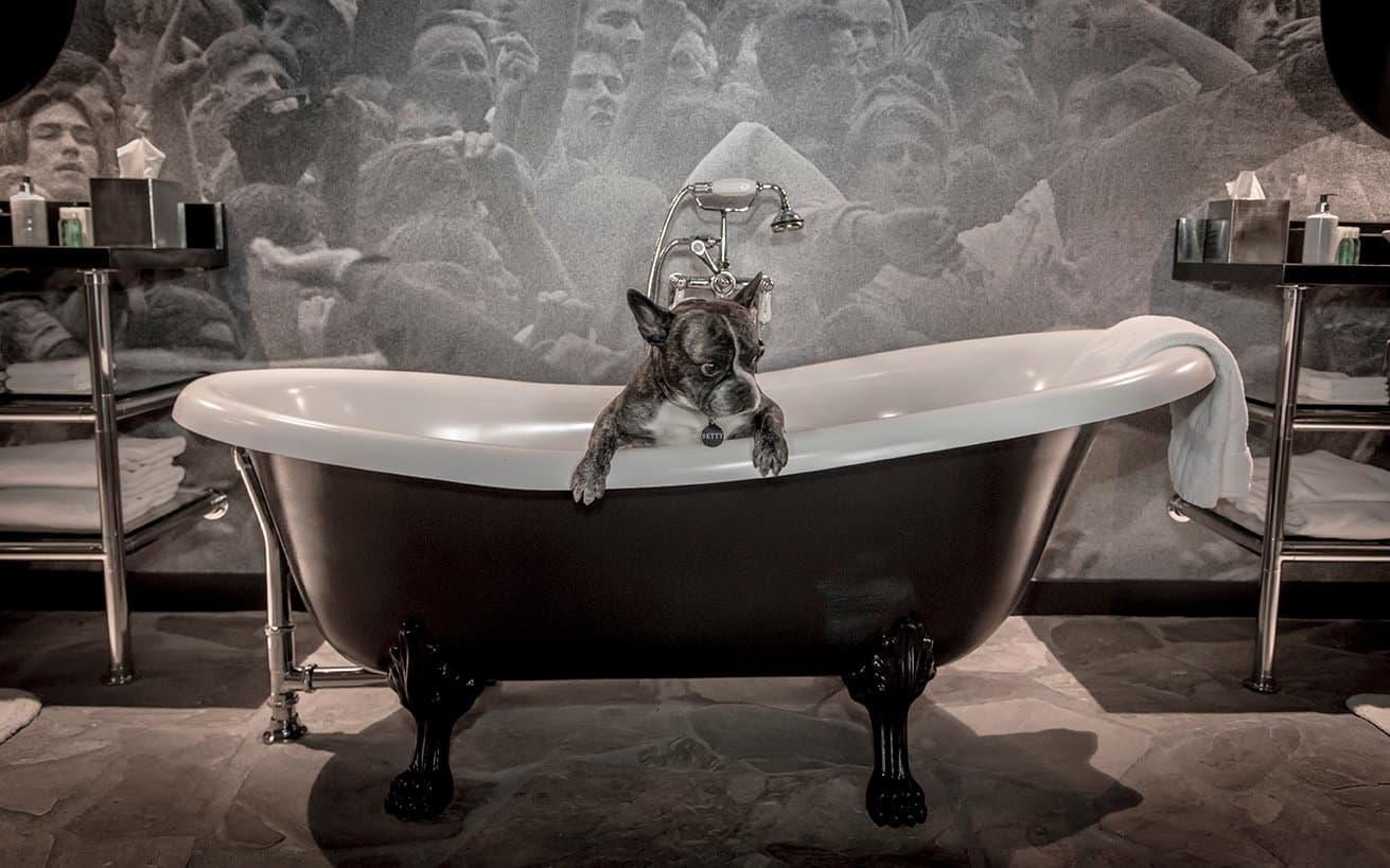 Dog in the bathtub of the Pearl Jam Suite from The Edgewater Hotel