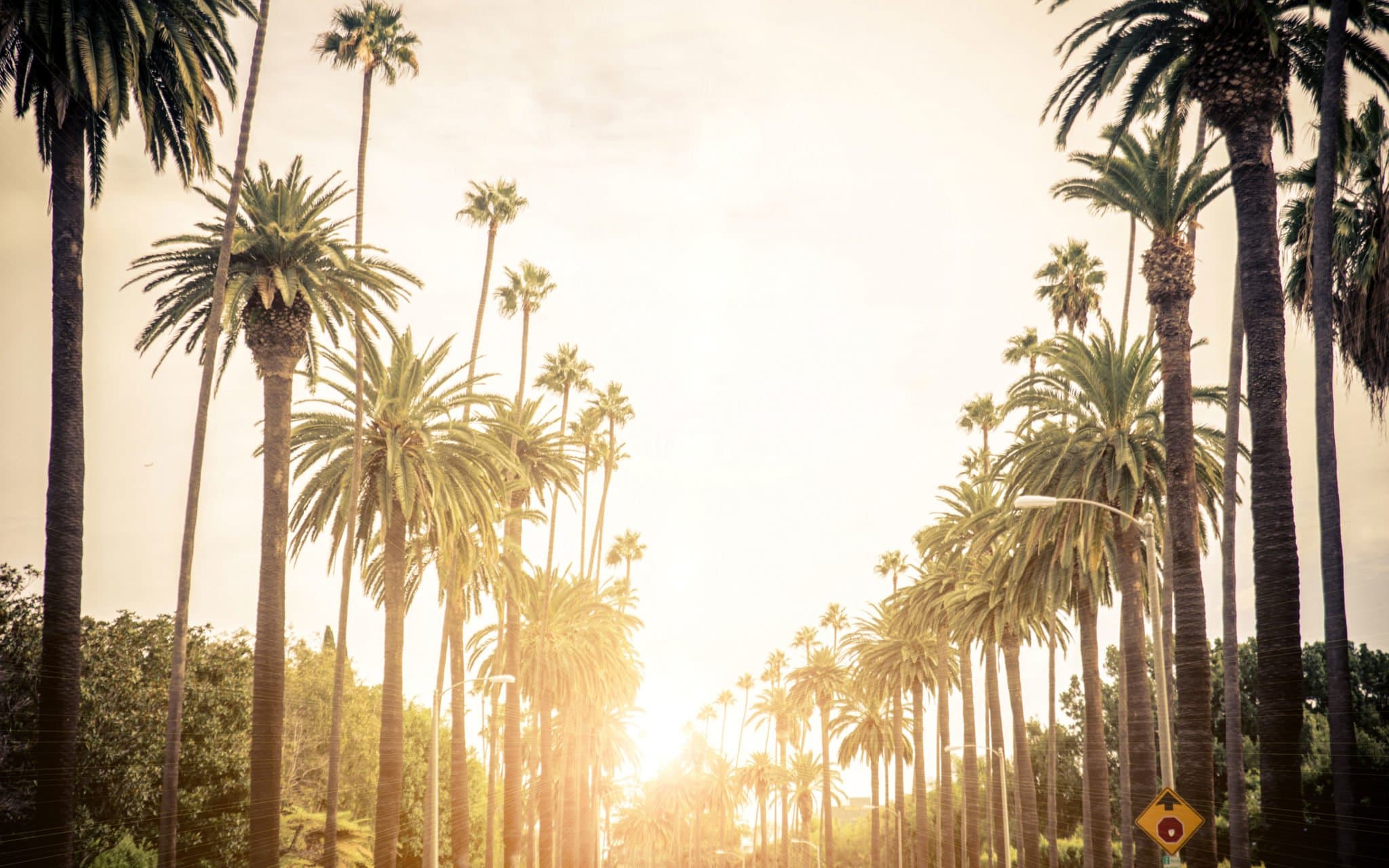 Row of palm trees lining the road in Los Angeles