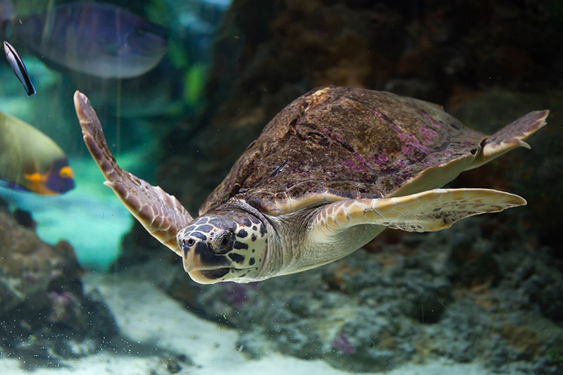 turtles on the beach