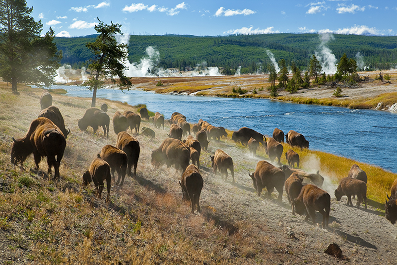 National Park Adventures Bison.