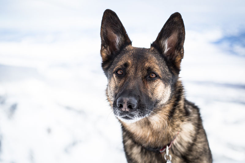 A Jackson Hole avalanche rescue dog