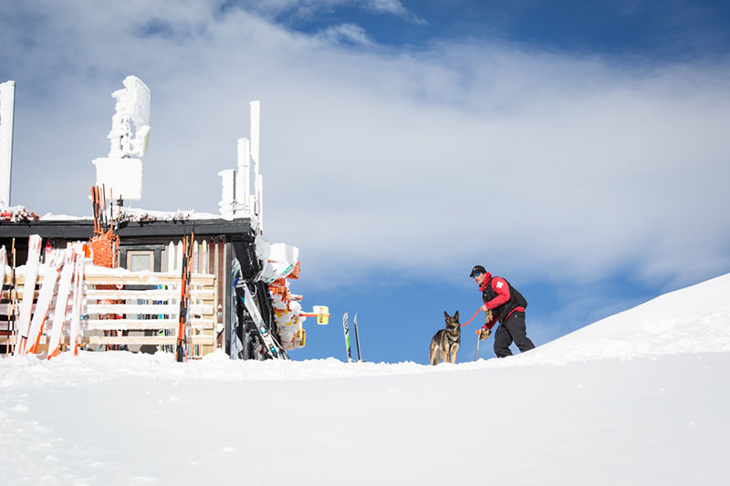 The Secret Lives of Jackson Hole Avalanche Rescue Dogs