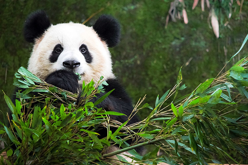 Panda In San Diego.