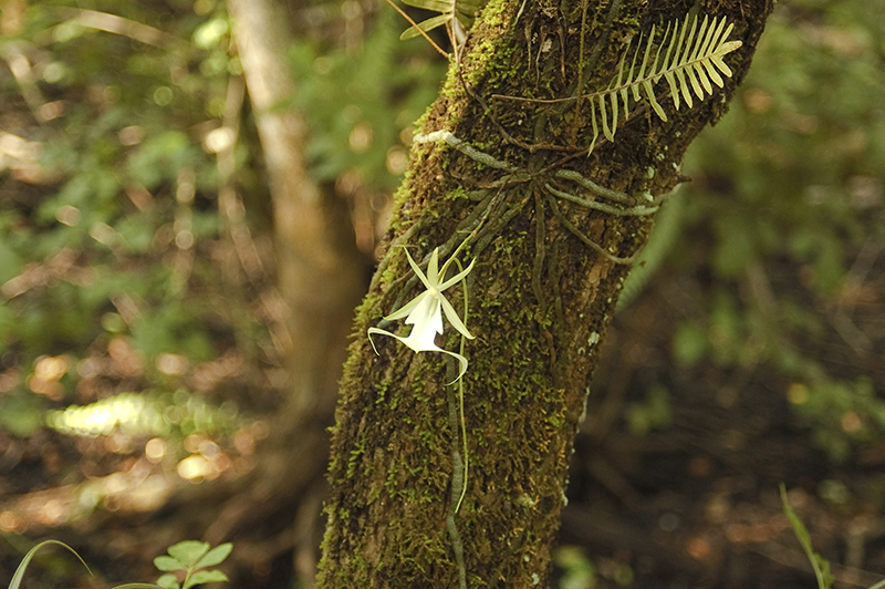 Searching for Ghost Orchids in the Fakahatchee Strand