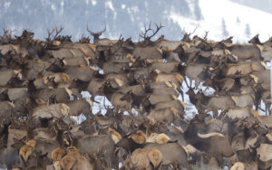 Elk In Jackson Hole.