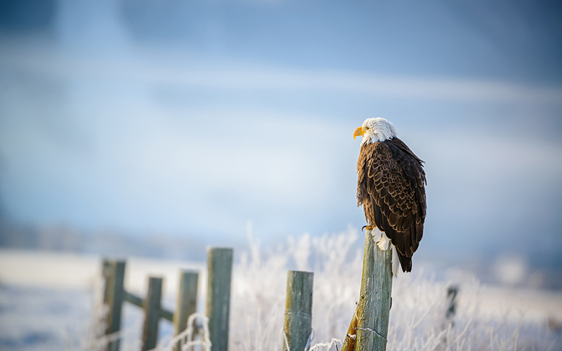 Jackson Hole Winter Wildlife