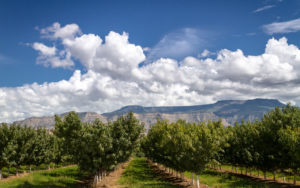 Inside Colorado Wine Country