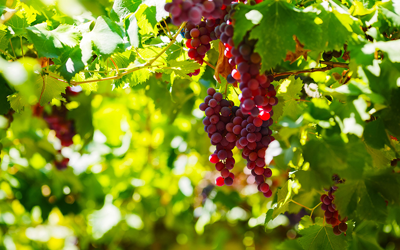 Inside Colorado Wine Country