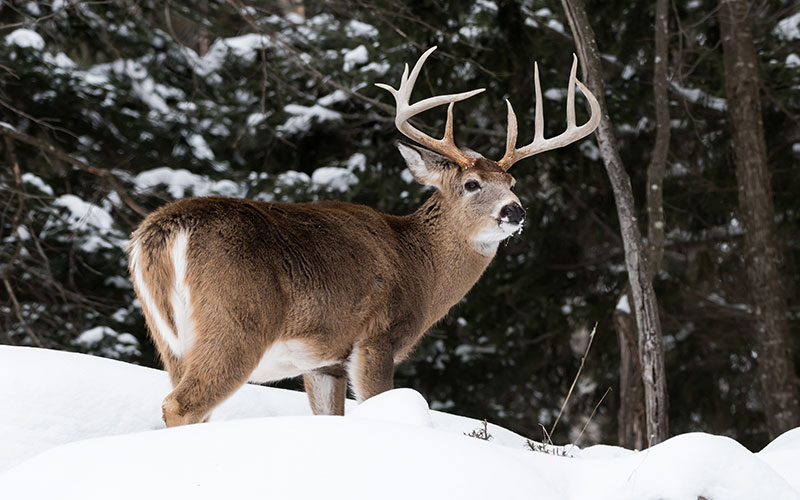 Epic Winter Wildlife Sightings in Jackson Hole
