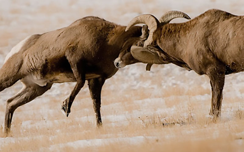 Epic Winter Wildlife Sightings in Jackson Hole