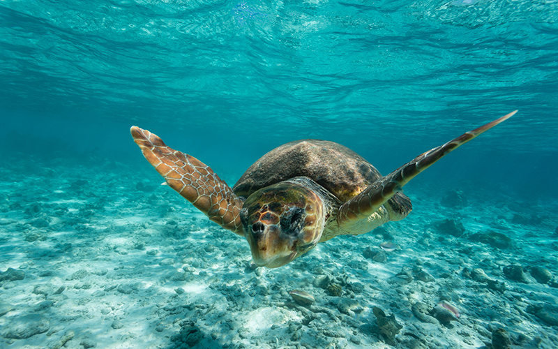 Adult Loggerhead turtle