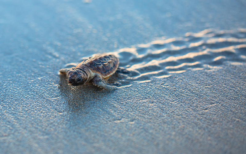baby loggerhead turtle