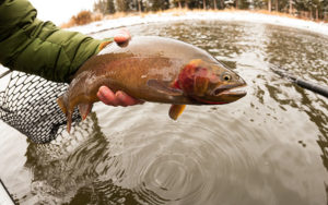 Snake River Cutthroat Trout