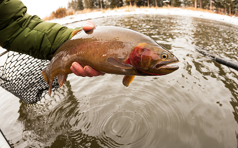 Blog - High Water Cutthroat Fishing