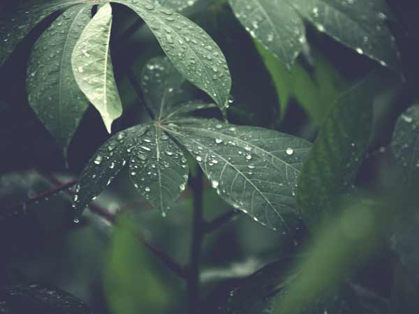 green leaves