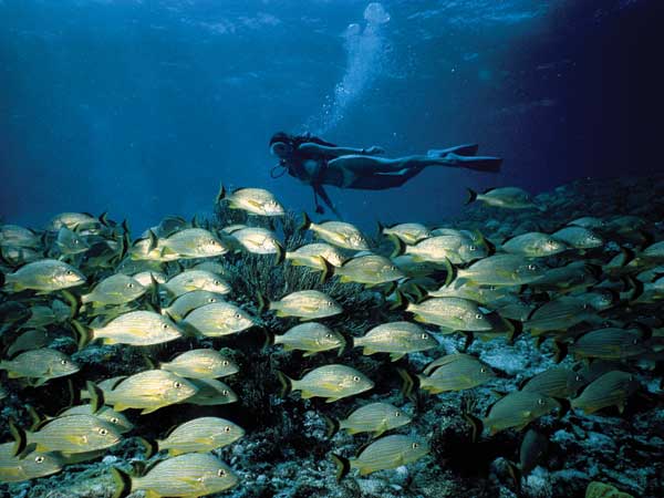 Scuba Diving