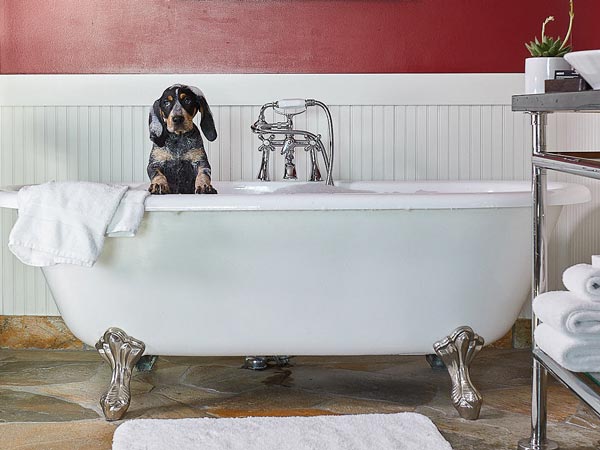 Dog In The Tub At The Edgewater.