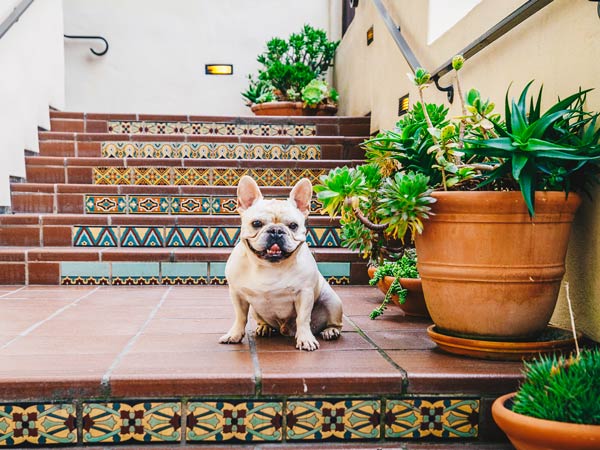 Dog On The Steps At Estancia.