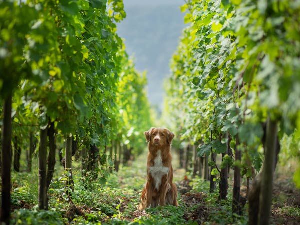Dog In A Vineyard.