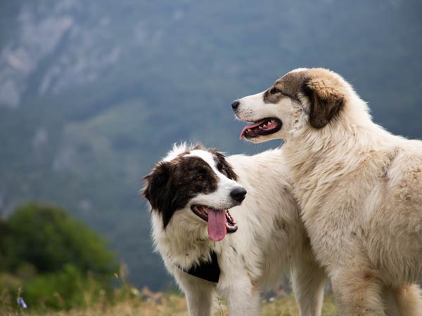 Dogs In The Tetons.
