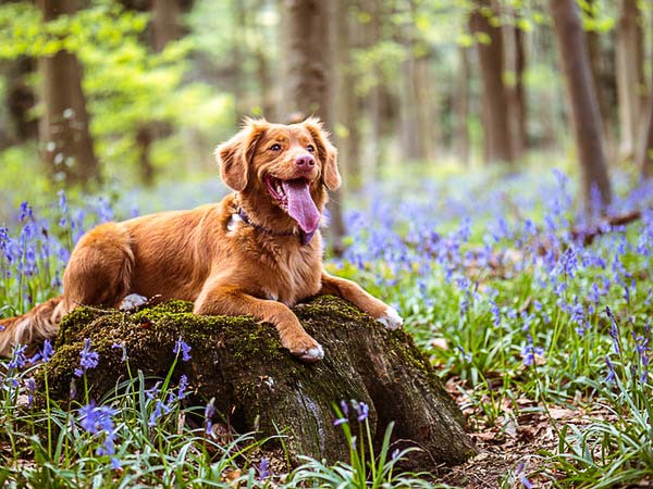 Dog In A Field Of Wildflowers.