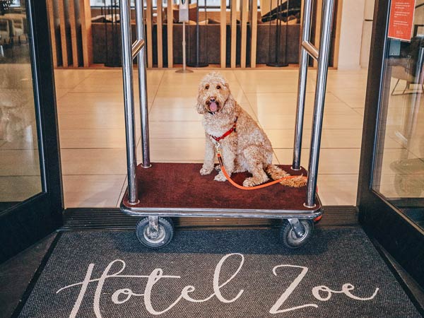 Dog At Hotel Zoe.