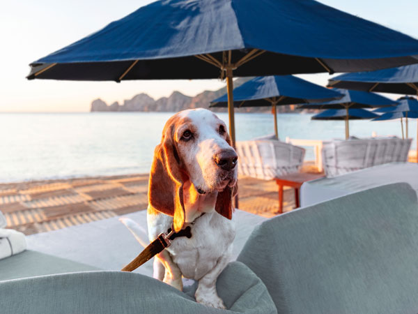 Dog At Corazon.