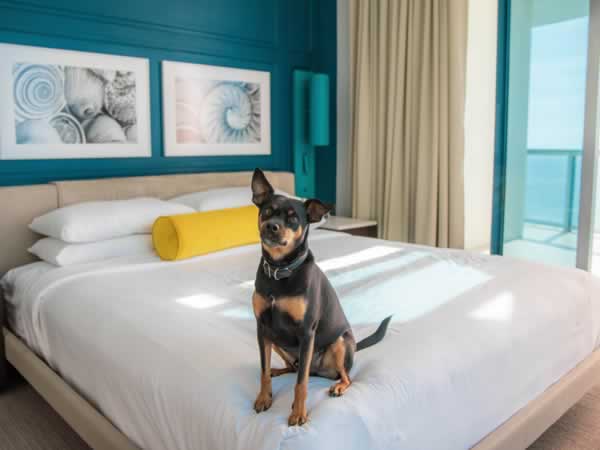 Sole Miami - Dog on bed