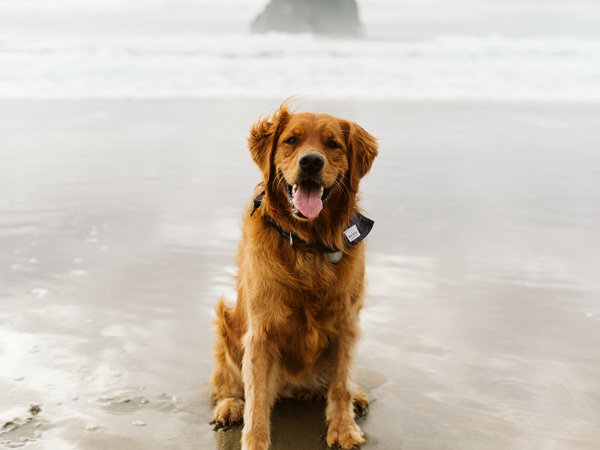 Dog On The Beach In Oregon